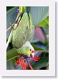 LaPaz - 021 * Red-lored Parrot * Red-lored Parrot